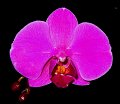 Phal. Lianher Super Red '1012-01'